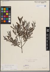 Foto von Salix eleagnos Scop.